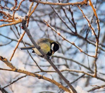 Зимняя птичка