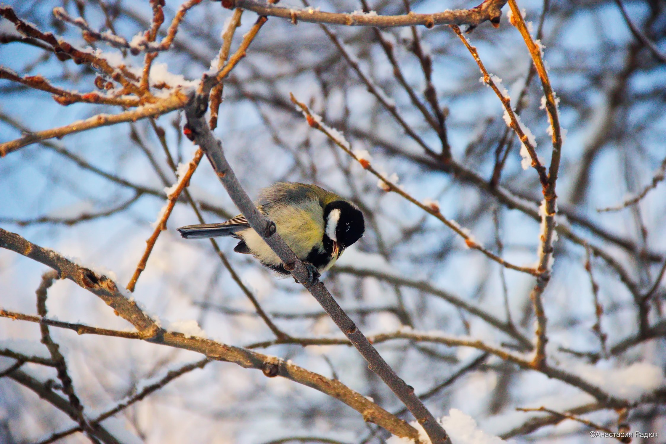 Зимняя птичка