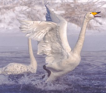 Приветствие солнцу