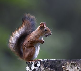 Лесной наблюдатель