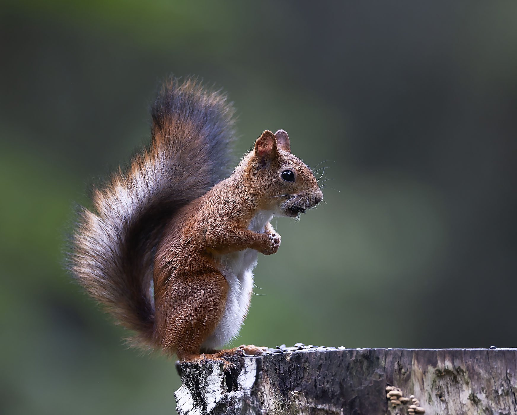 Лесной наблюдатель
