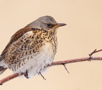 Дрозд-рябинник