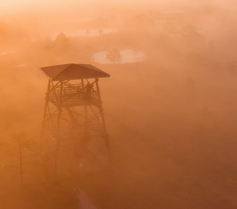 Фотограф встречает золотой рассвет на болотах