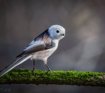 Оглянуться