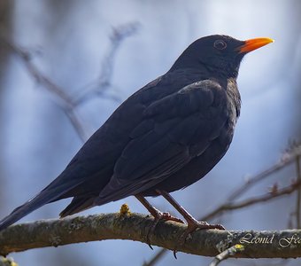 Черный дрозд в весеннем лесу