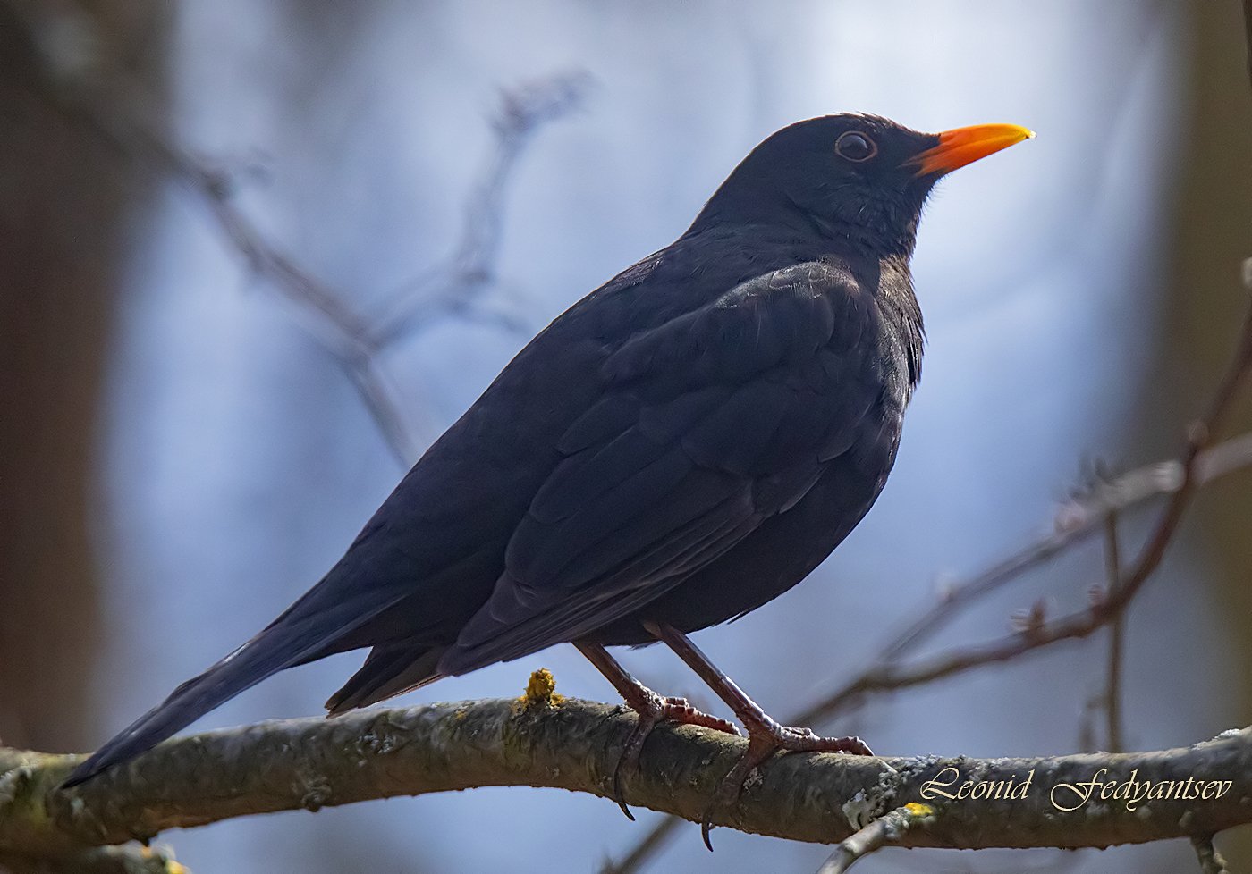 Черный дрозд в весеннем лесу