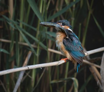 Улов зимородка