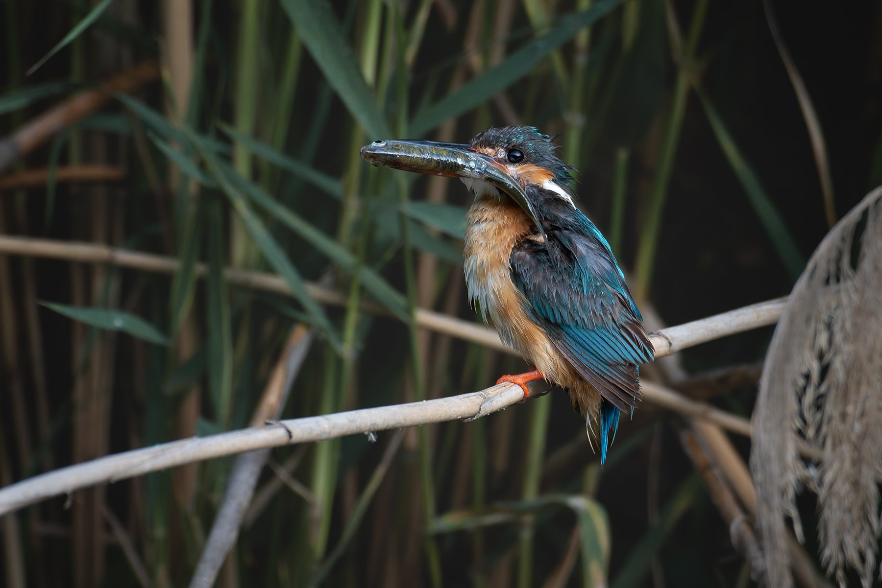 Улов зимородка