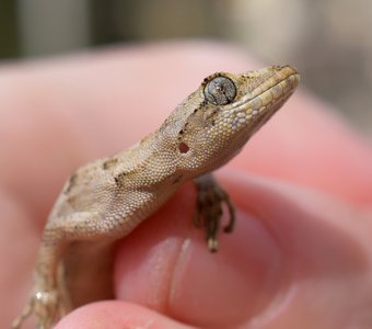 Инопланетянин