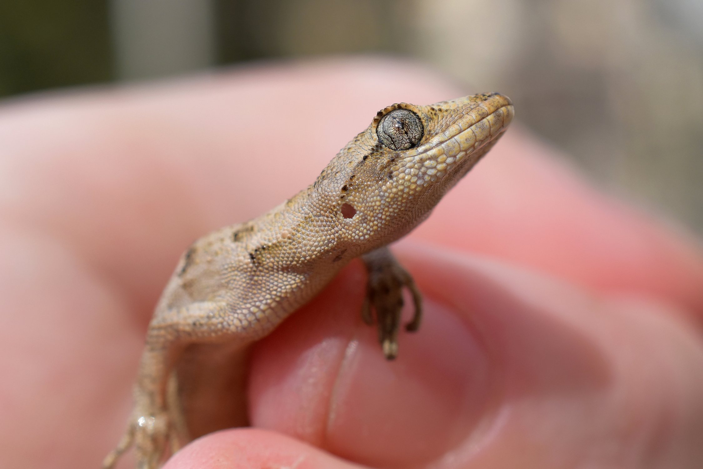 Инопланетянин