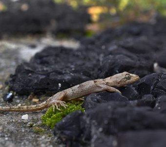 Пальцы-крюки