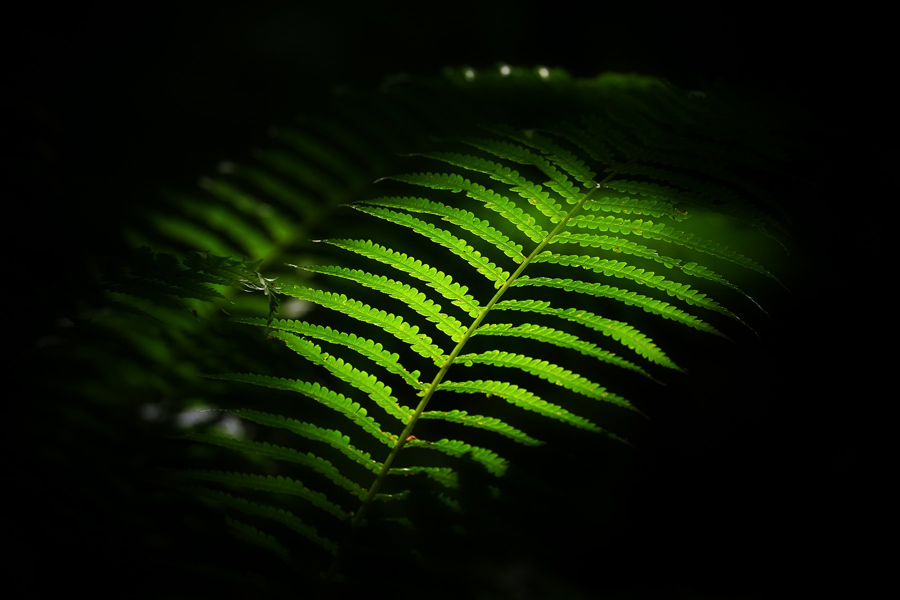 Свечение папоротника