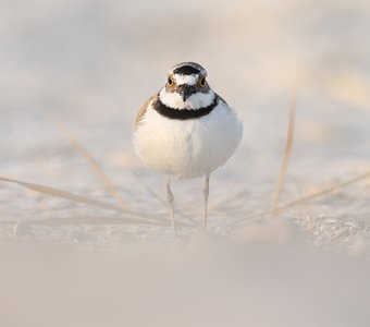 Портрет малого зуйка