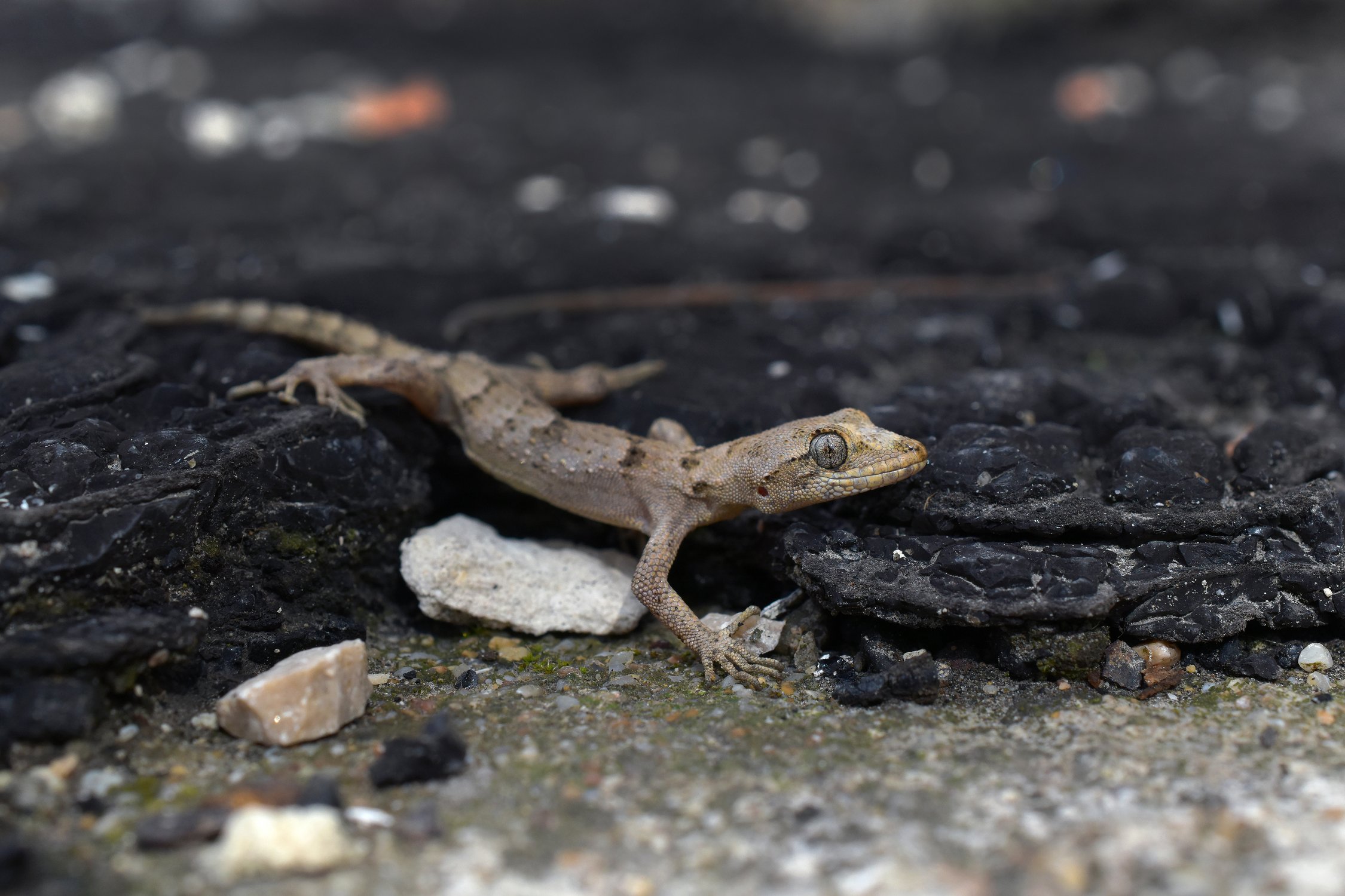 «Крокодильчик»