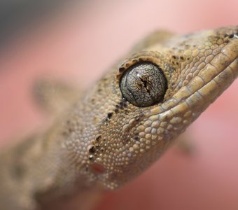 Агатовый глаз