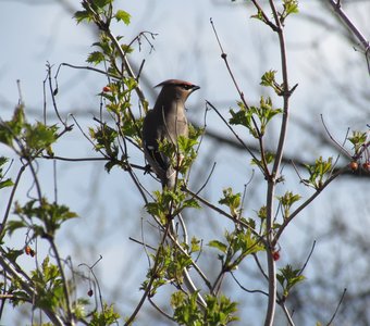 Правда, это свиристель?