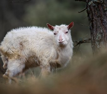 На вольном выпасе