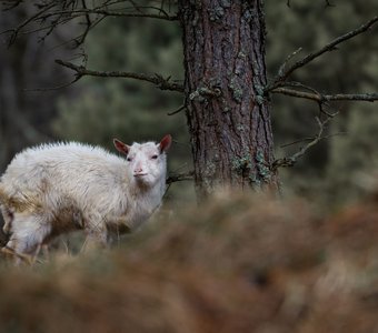 На вольном выпасе
