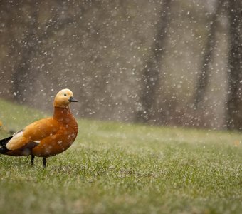 Огарь в ГБС