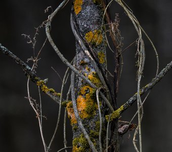 Цветные лишайники