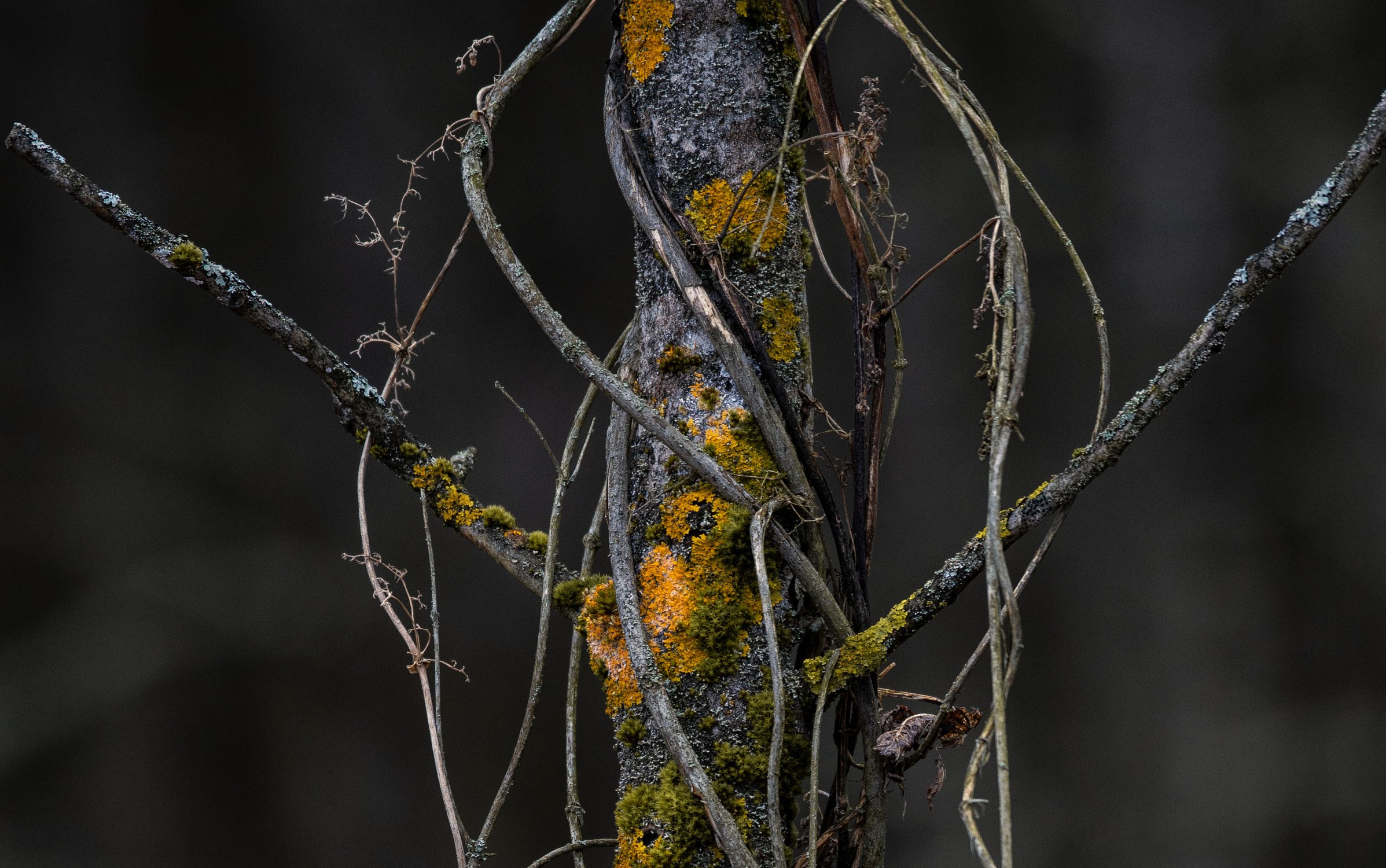 Цветные лишайники