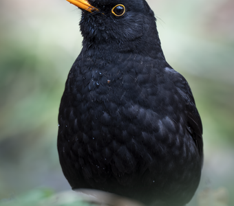 Черный дрозд (Turdus merula)