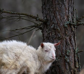 На вольном выпасе