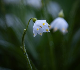 Белокрыльник
