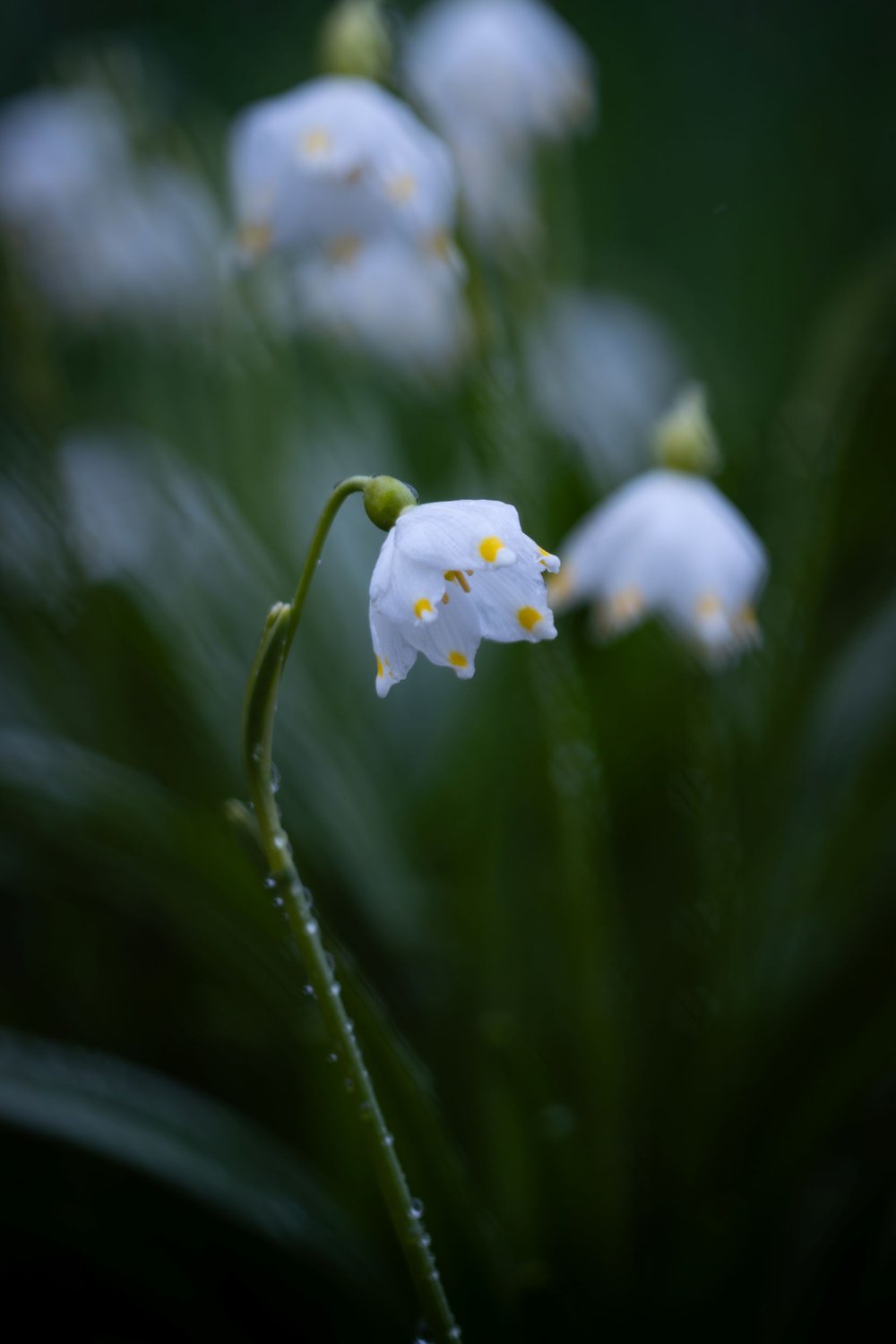 Белокрыльник