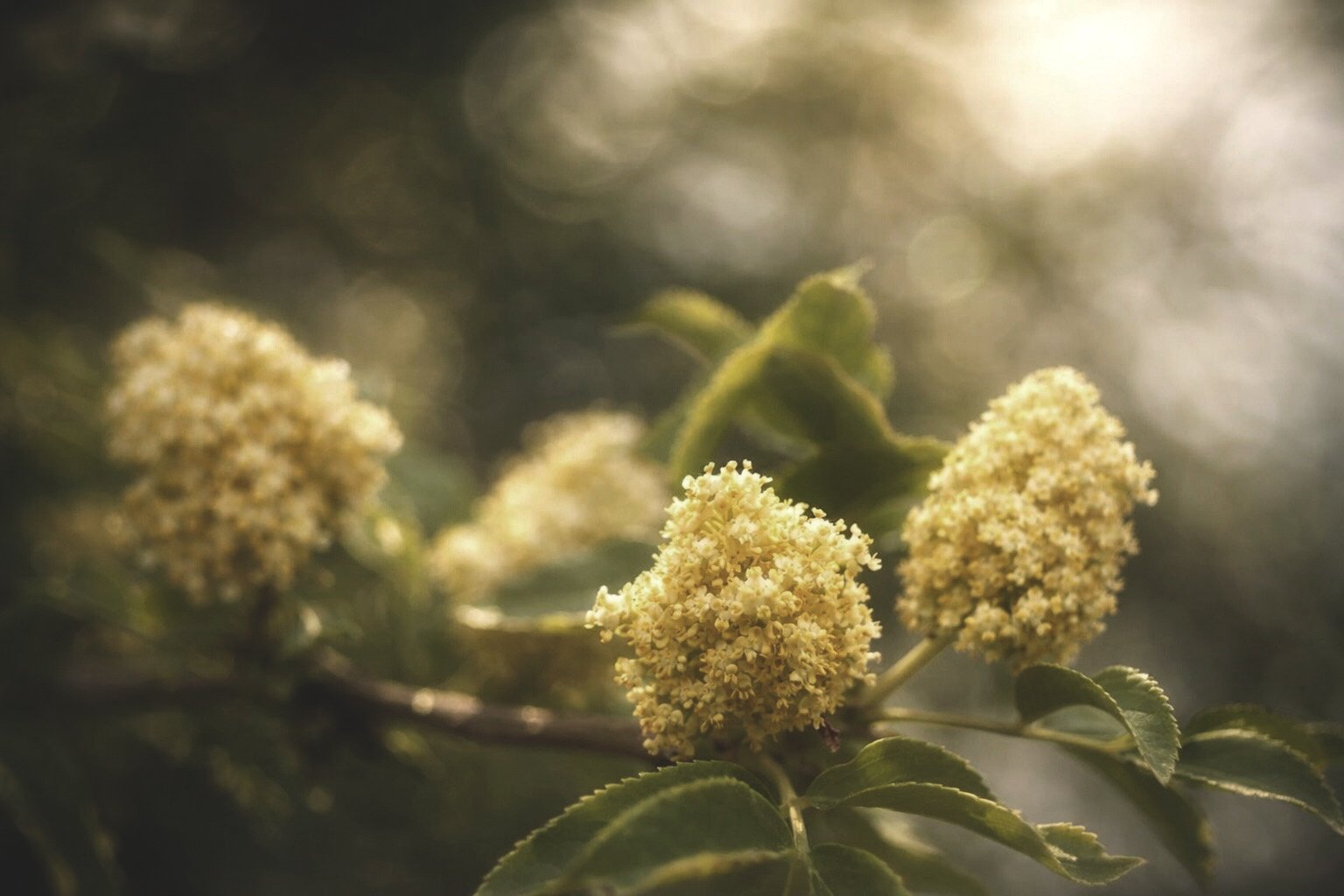 Бузина цветёт