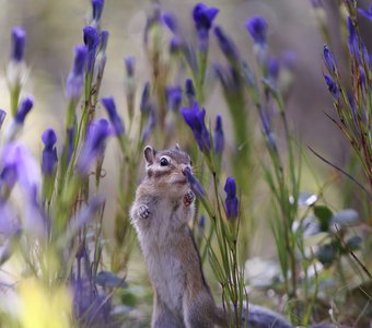 Летние радости