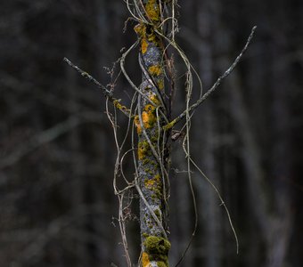 Цветные лишайники