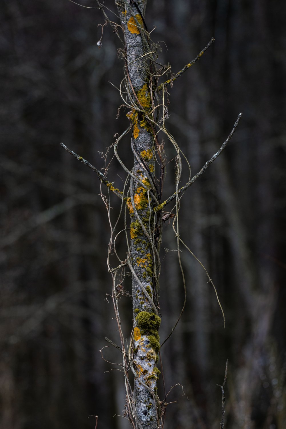 Цветные лишайники