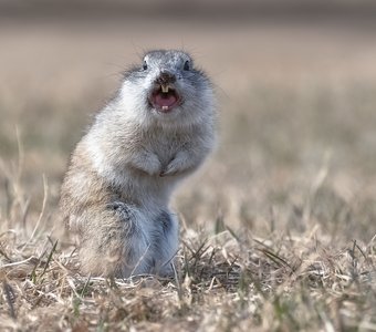 Возмущение