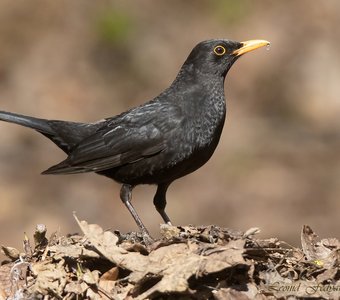 Пошуршим листвой!