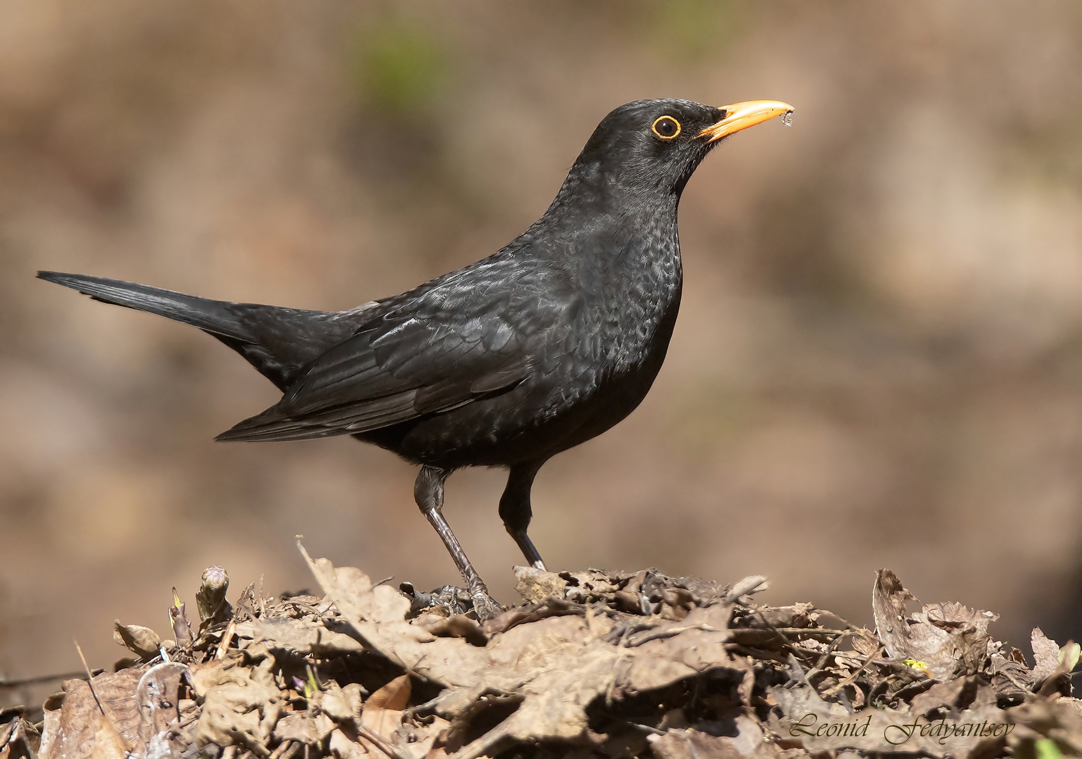 Пошуршим листвой!
