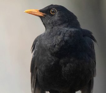 Портрет Чёрного дрозда