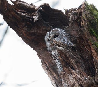 Трухлявый дом