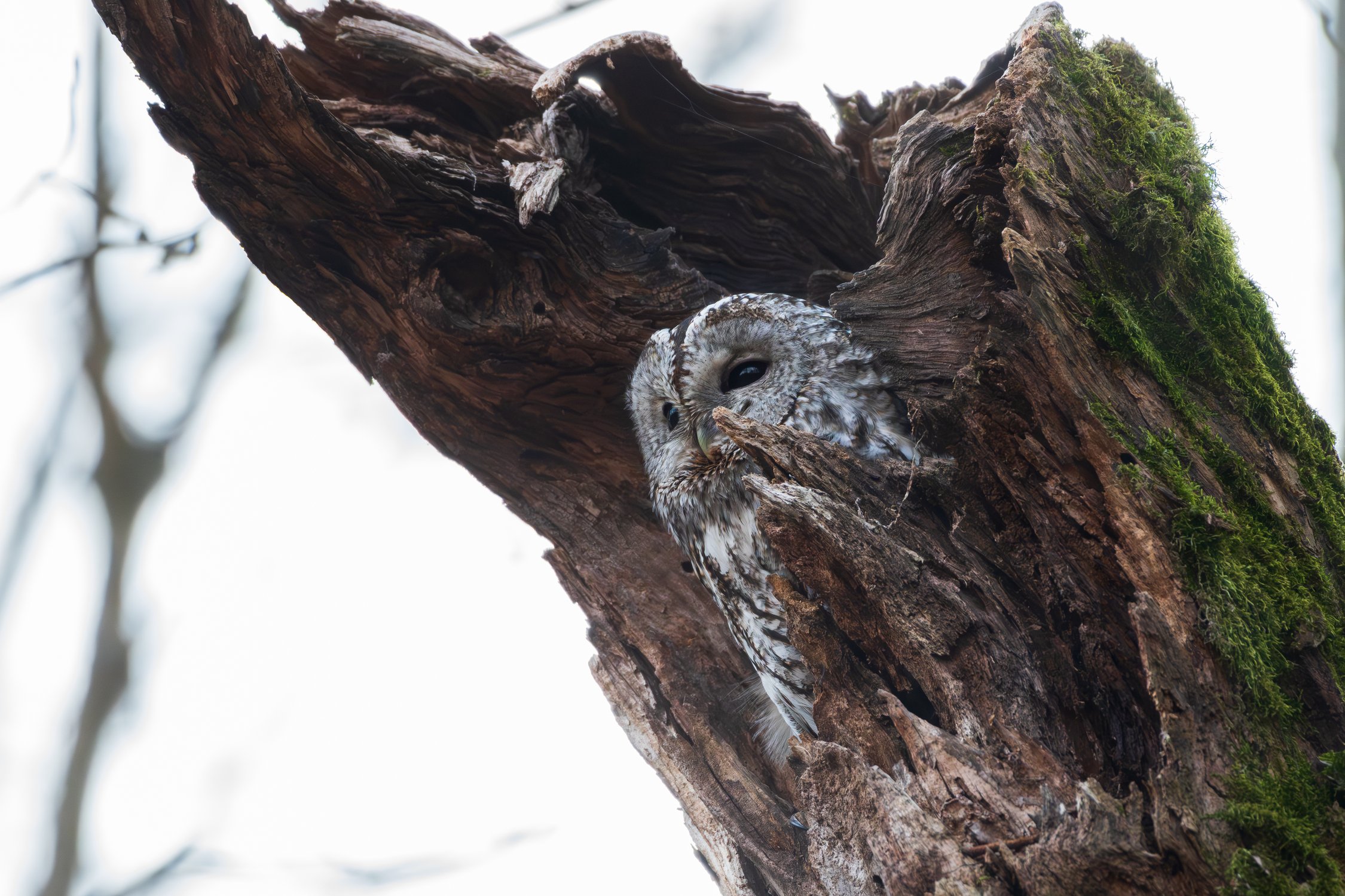 Трухлявый дом