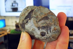 Предки млекопитающих откладывали яйца: самое древнее доказательство