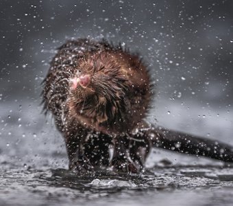 Центрифуга