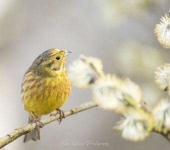 Весенние мгновения
