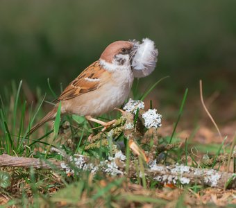 Хозяйственный воробей