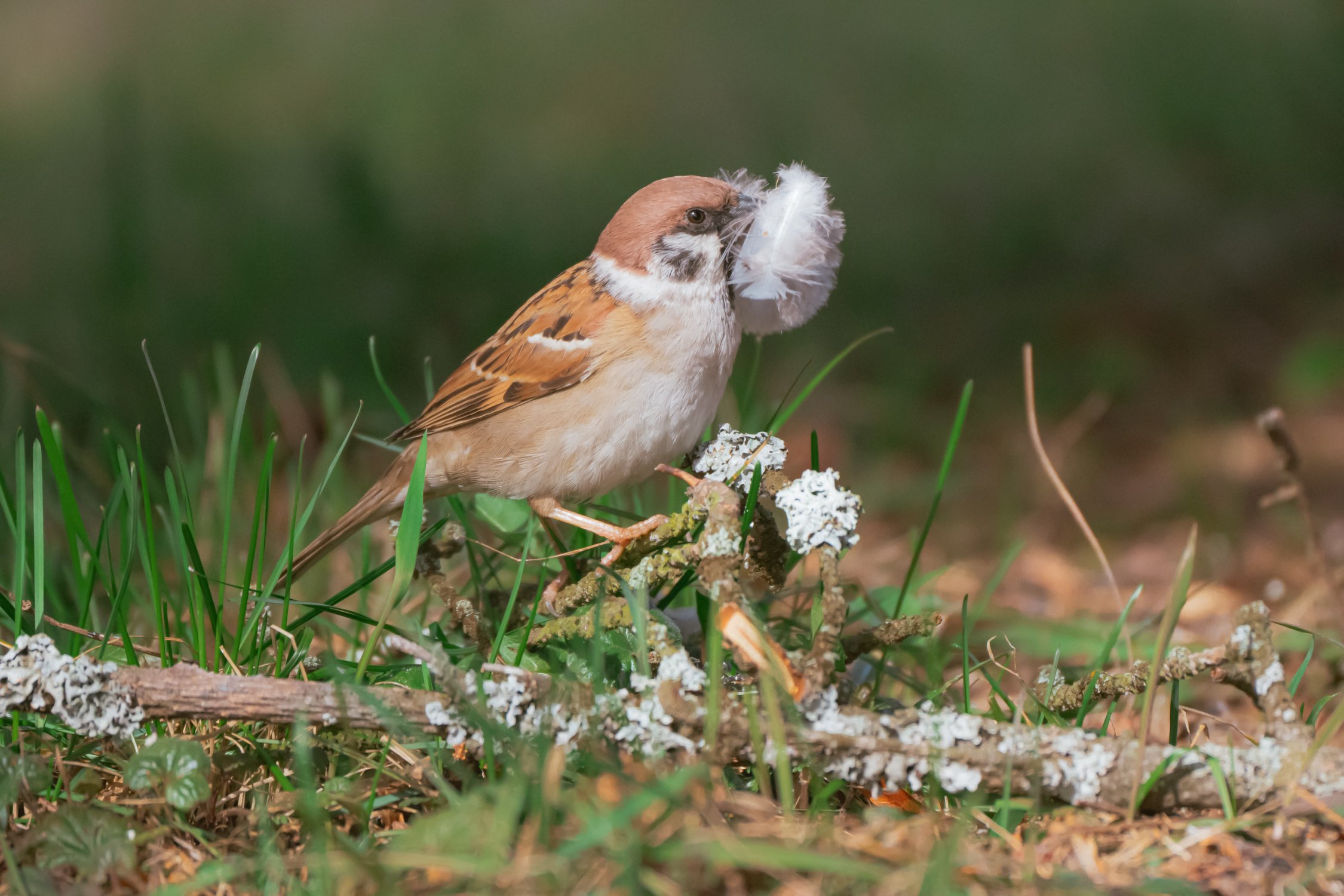 Хозяйственный воробей