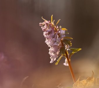 Хохлатка плотная
