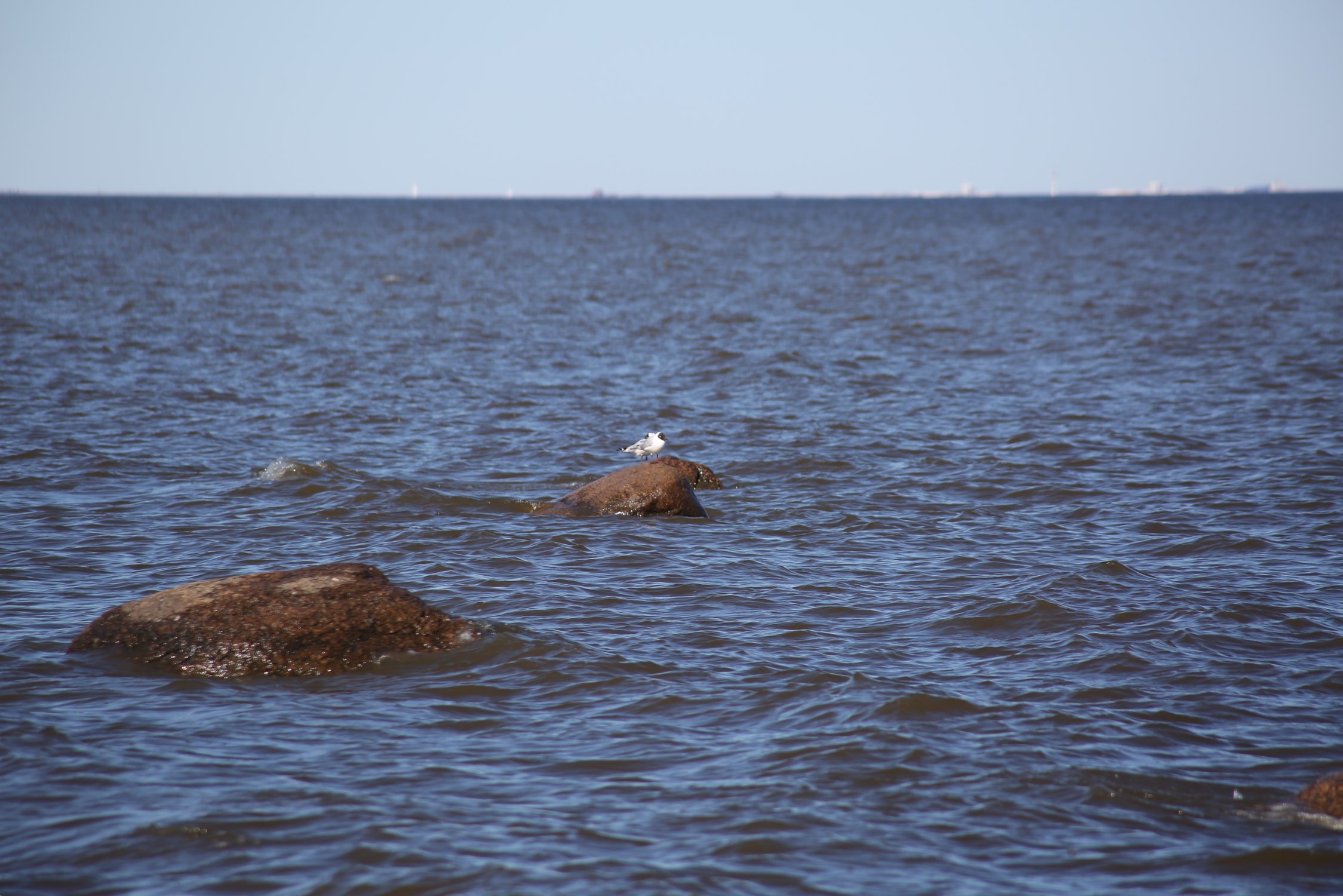 Чайки на Финском заливе