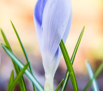 Апрельские крокусы