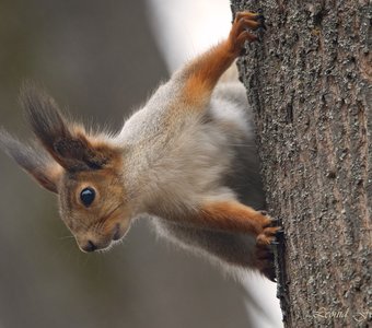 Что принёс белочке?