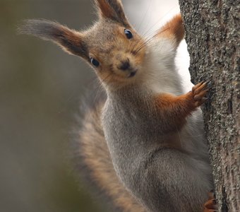 Где вкусняшка?