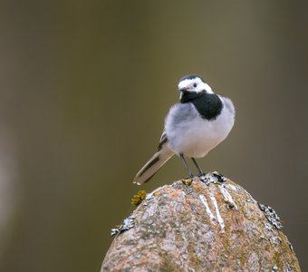 Белая трясогузка